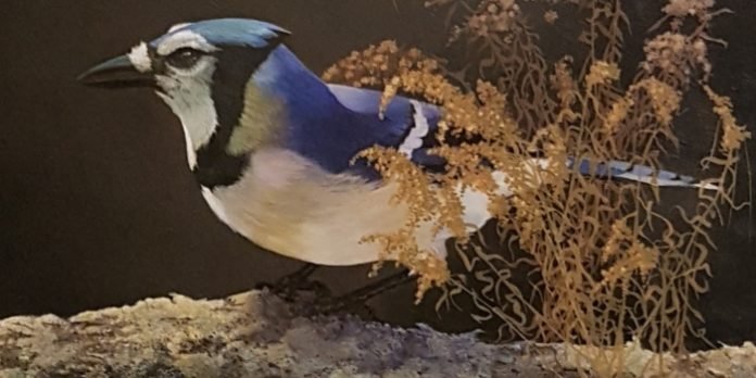 Leonard Paul's still life of a blue jay and goldenrod (photo above) is one of the many images from the Mi'kmaq visual artist's career that will be featured in Stories and Mi'kmaq Legends with Leonard Paul.
